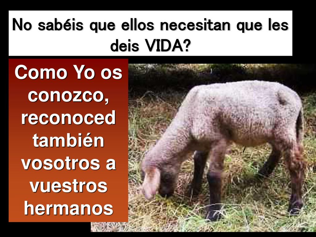 Como Yo os conozco, reconoced también vosotros a vuestros hermanos