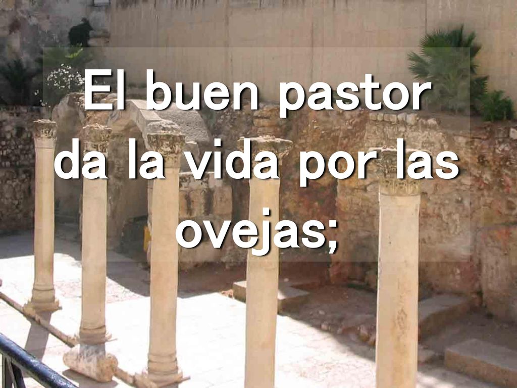 El buen pastor da la vida por las ovejas;