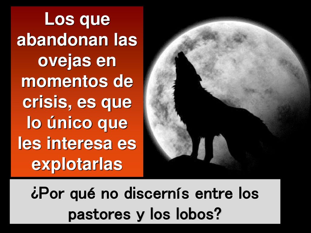 ¿Por qué no discernís entre los pastores y los lobos