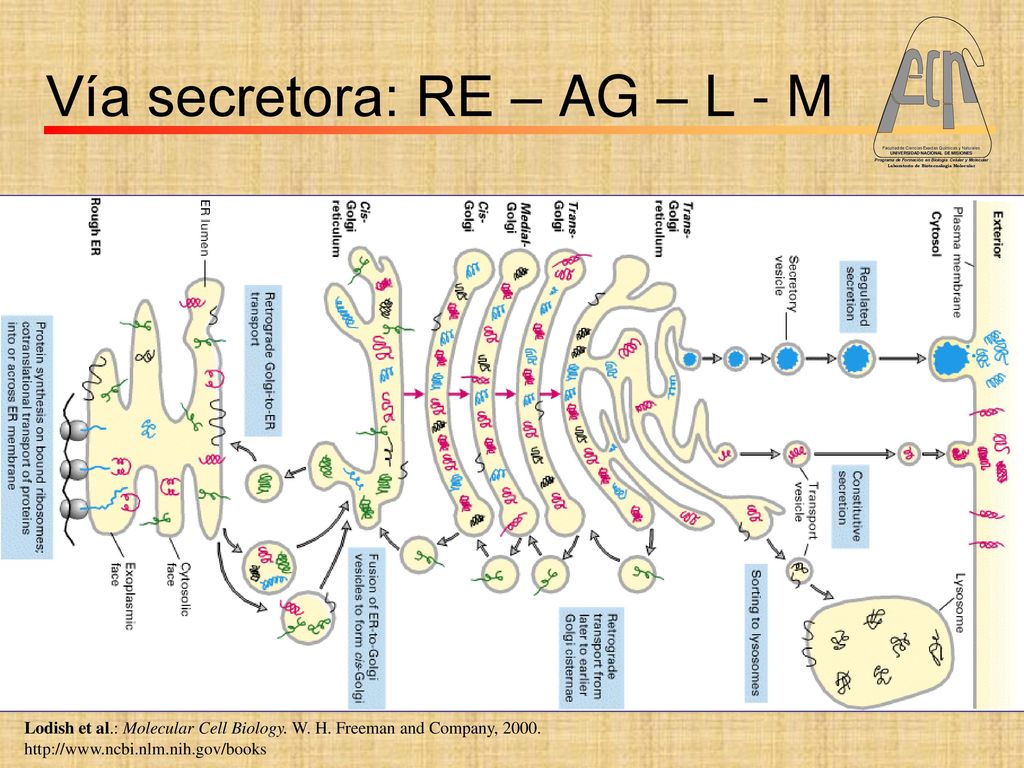 Vía secretora: RE – AG – L - M