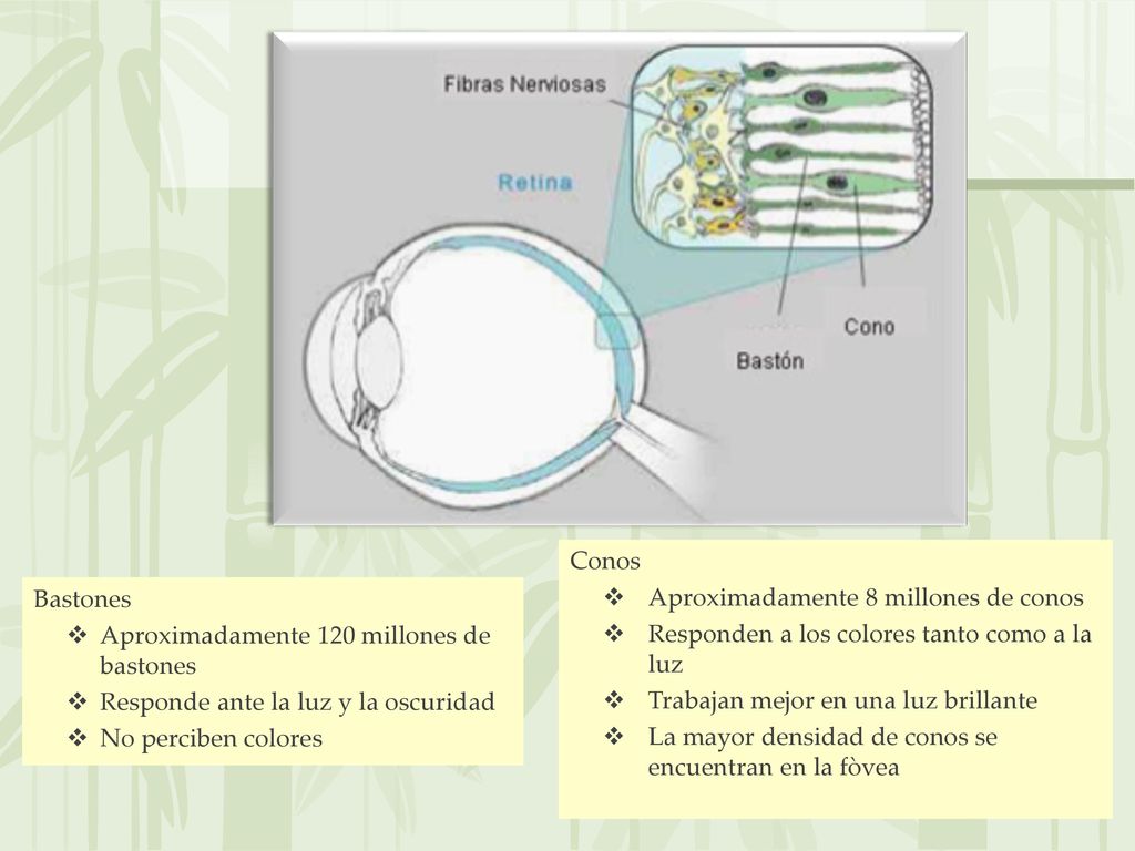 Conos Aproximadamente 8 millones de conos. Responden a los colores tanto como a la luz. Trabajan mejor en una luz brillante.