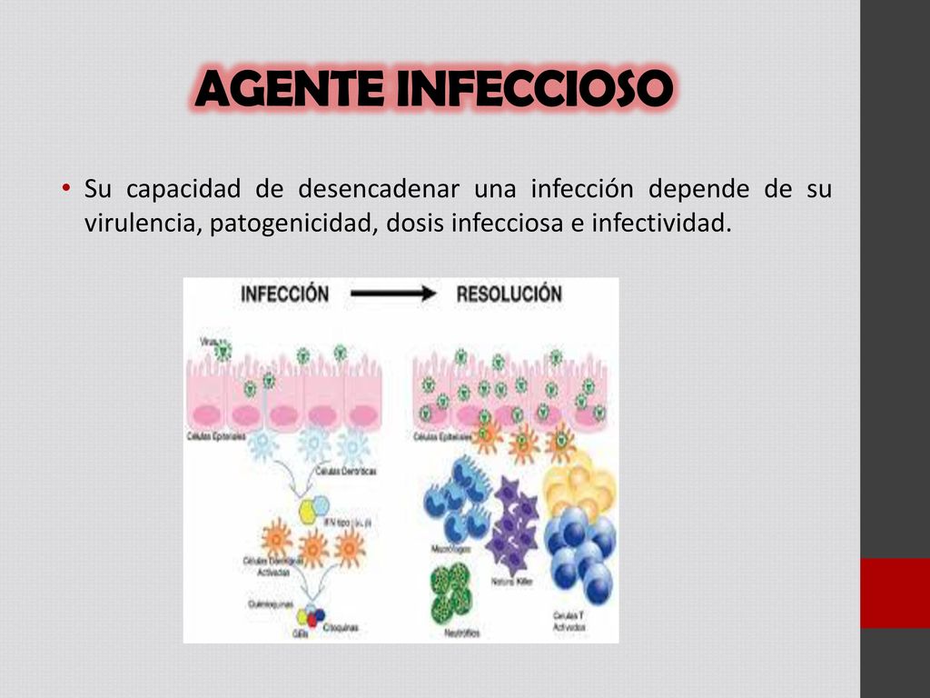 AGENTE INFECCIOSO Su capacidad de desencadenar una infección depende de su virulencia, patogenicidad, dosis infecciosa e infectividad.