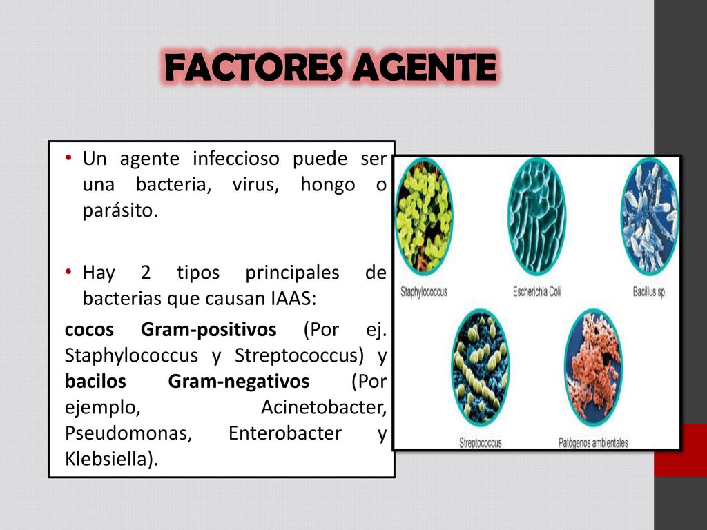 FACTORES AGENTE Un agente infeccioso puede ser una bacteria, virus, hongo o parásito. Hay 2 tipos principales de bacterias que causan IAAS: