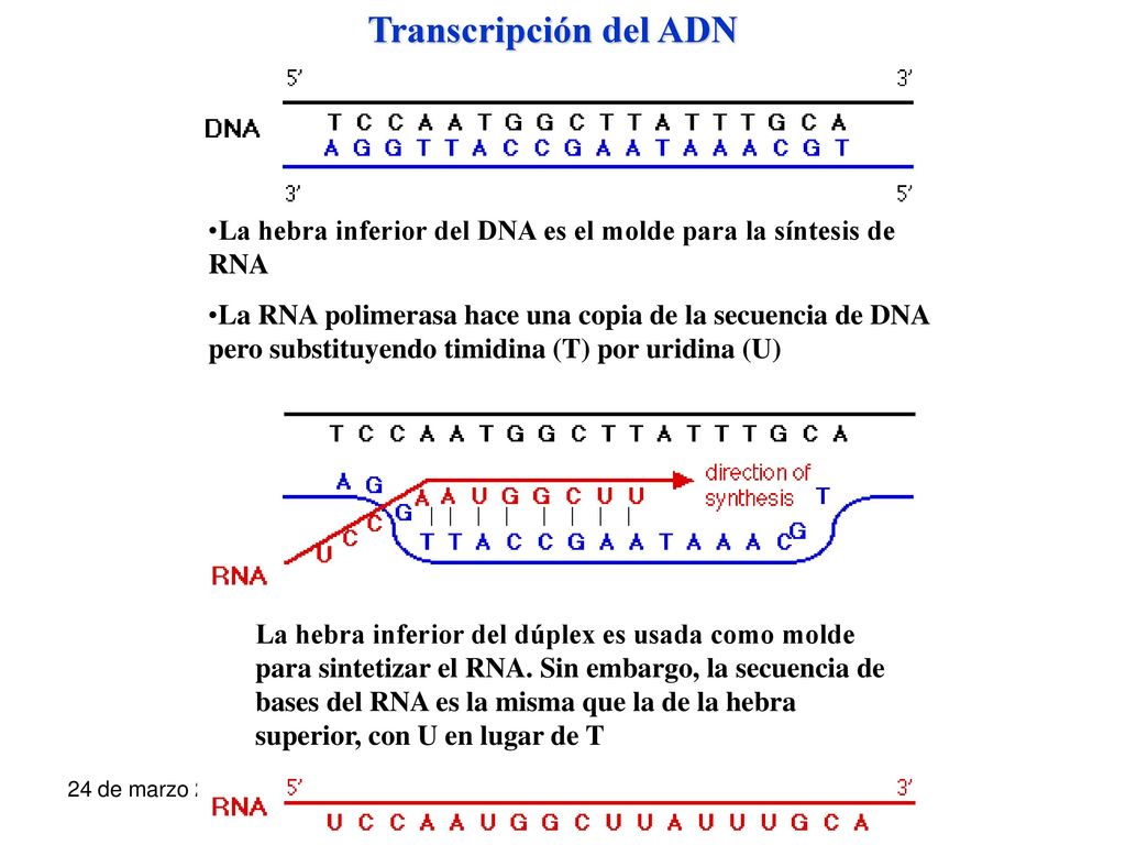 Transcripción del ADN La hebra inferior del DNA es el molde para la síntesis de RNA.