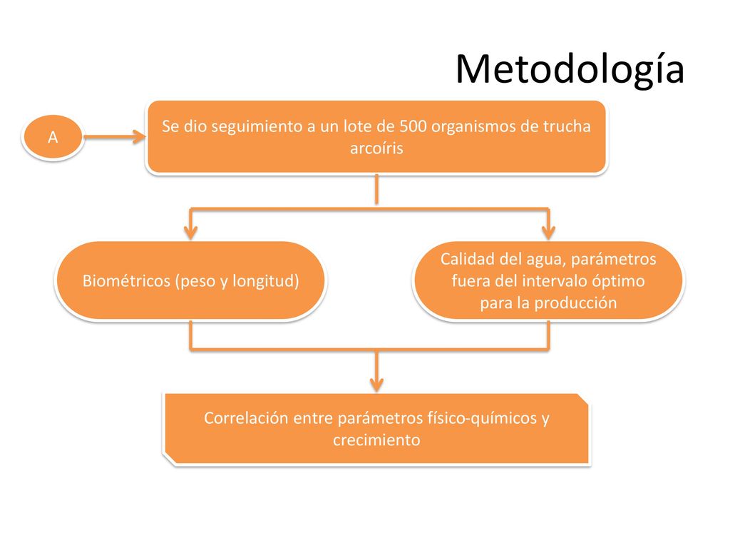 Metodología Se dio seguimiento a un lote de 500 organismos de trucha arcoíris. A. Biométricos (peso y longitud)