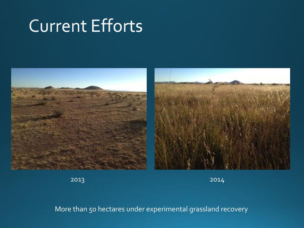 Current Efforts More than 50 hectares under experimental grassland recovery