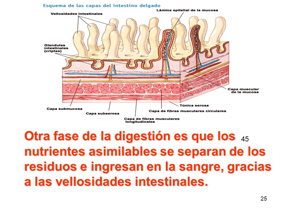 Otra fase de la digestión es que los nutrientes asimilables se separan de los residuos e ingresan en la sangre, gracias a las vellosidades intestinales.
