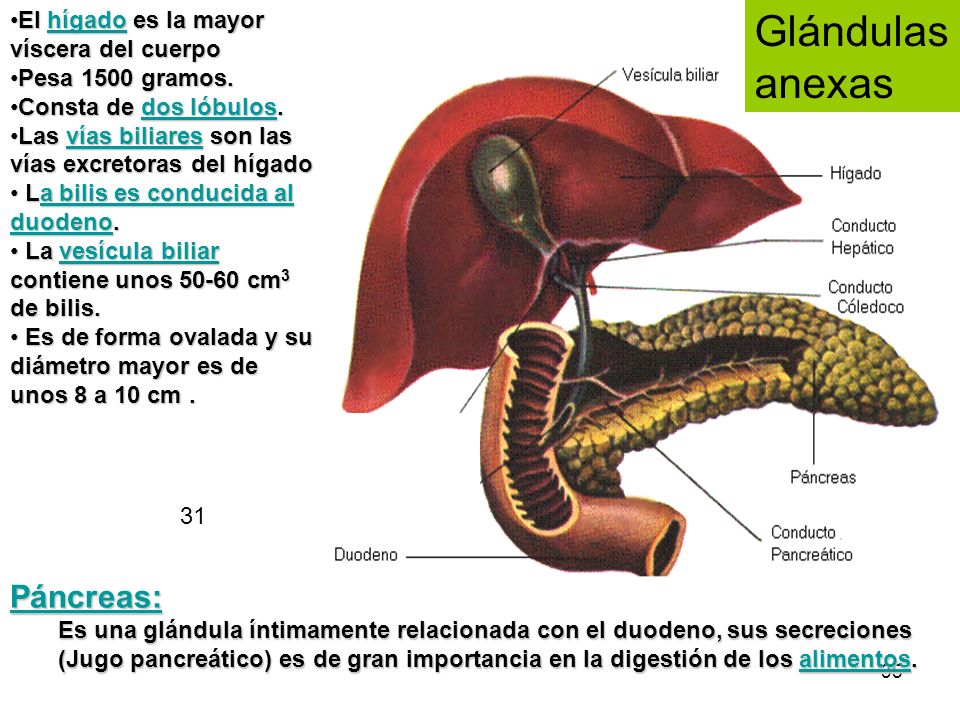 Glándulas anexas Páncreas: El hígado es la mayor víscera del cuerpo
