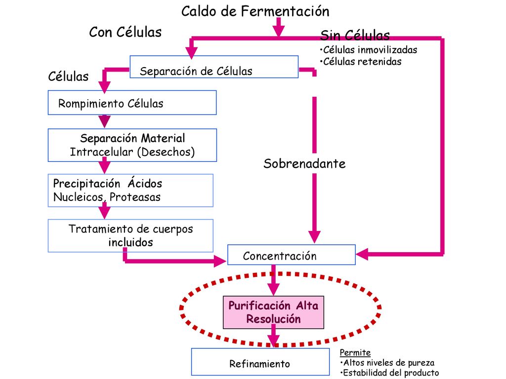 Caldo de Fermentación Con Células Sin Células Separación de Células