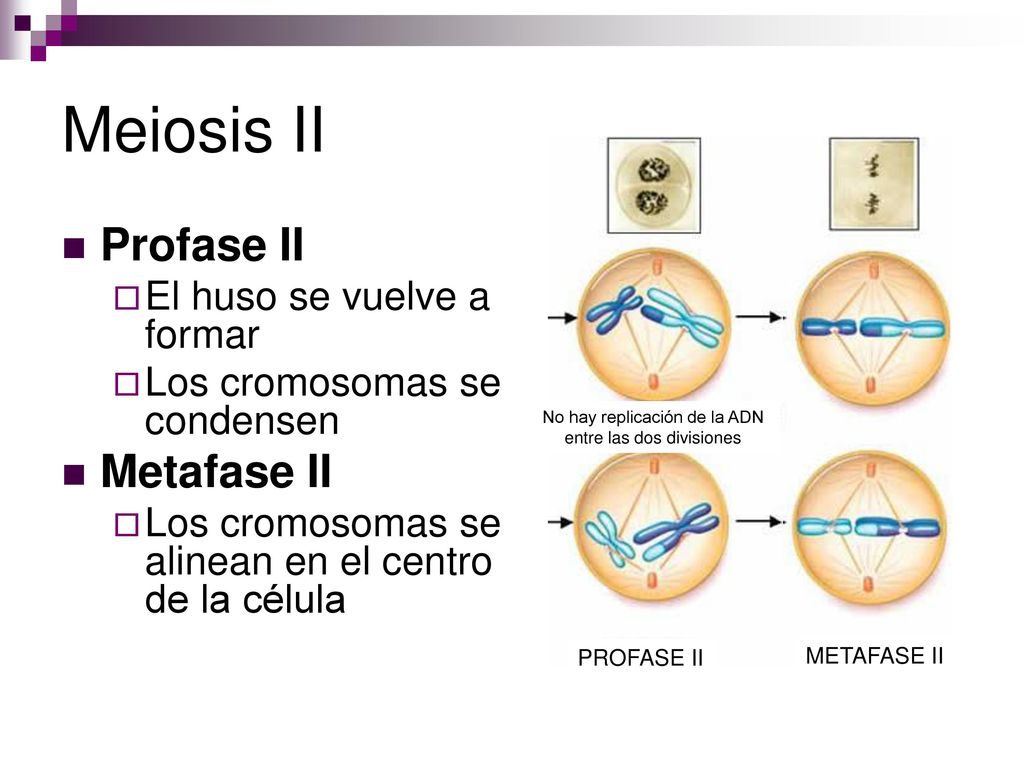 No hay replicación de la ADN entre las dos divisiones