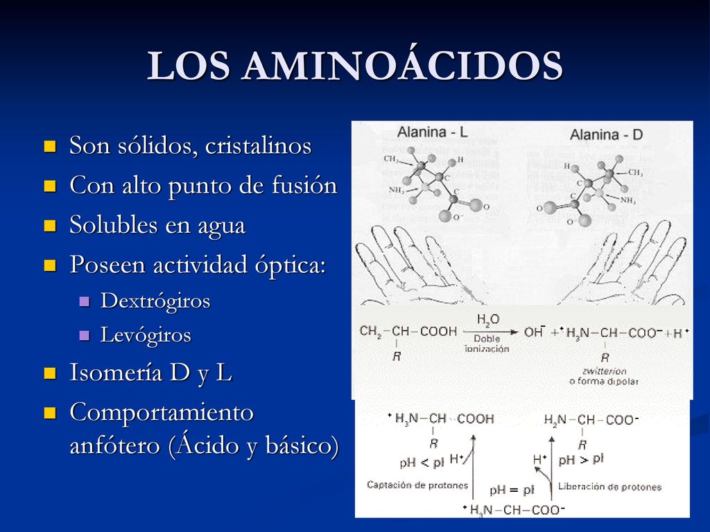 LOS AMINOÁCIDOS Son sólidos, cristalinos Con alto punto de fusión