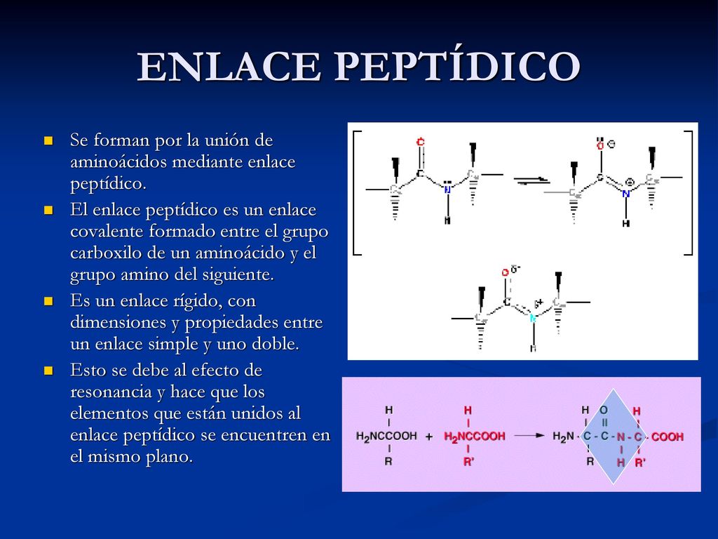 ENLACE PEPTÍDICO Se forman por la unión de aminoácidos mediante enlace peptídico.