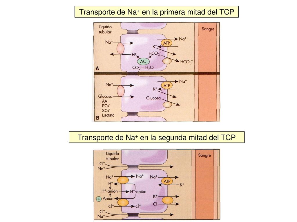 Transporte de Na+ en la primera mitad del TCP