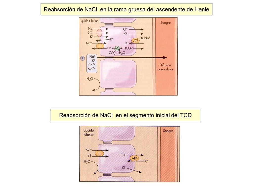 Reabsorción de NaCl en la rama gruesa del ascendente de Henle