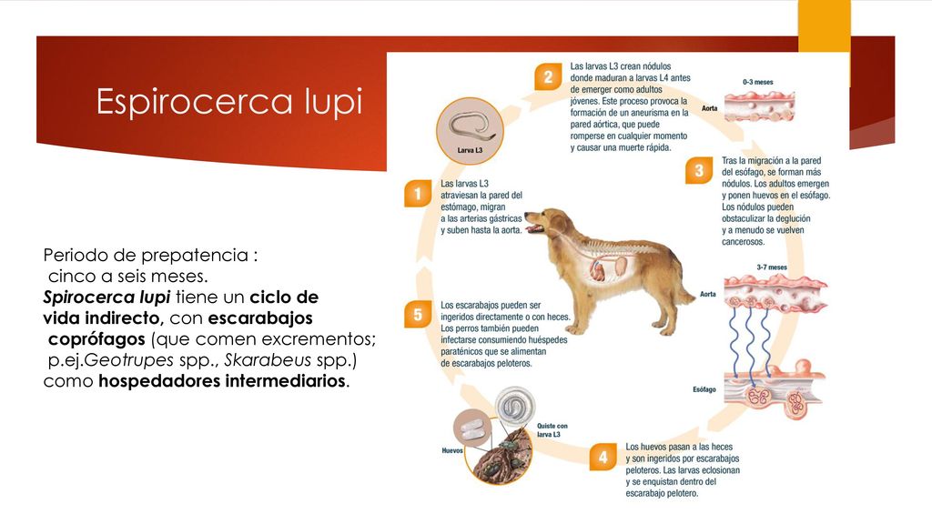 Espirocerca lupi Periodo de prepatencia : cinco a seis meses.