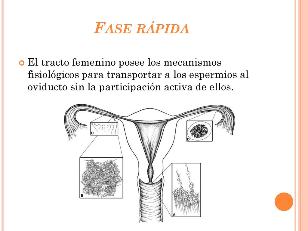 Fase rápida El tracto femenino posee los mecanismos fisiológicos para transportar a los espermios al oviducto sin la participación activa de ellos.