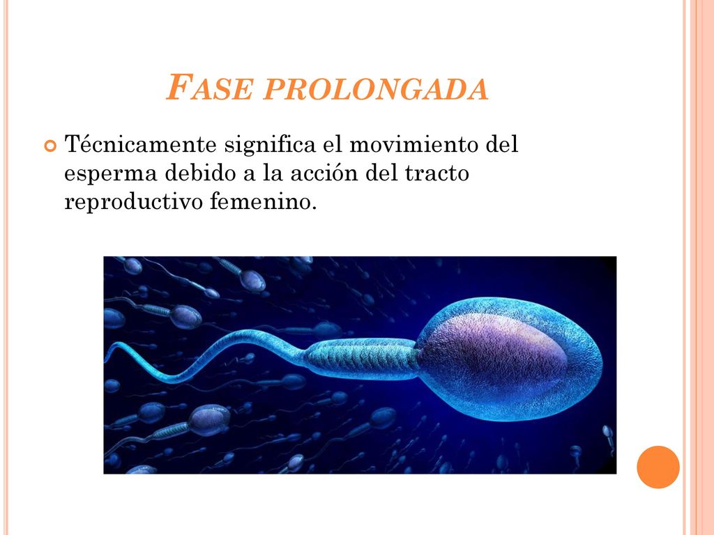 Fase prolongada Técnicamente significa el movimiento del esperma debido a la acción del tracto reproductivo femenino.