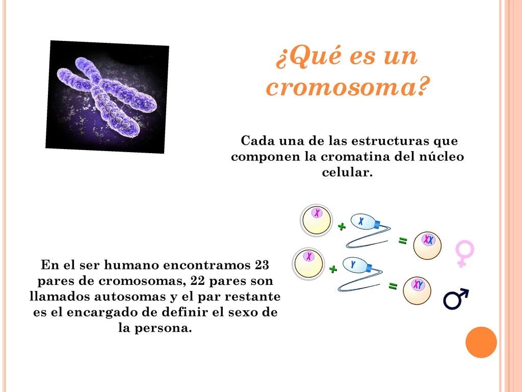 ¿Qué es un cromosoma Cada una de las estructuras que componen la cromatina del núcleo celular.