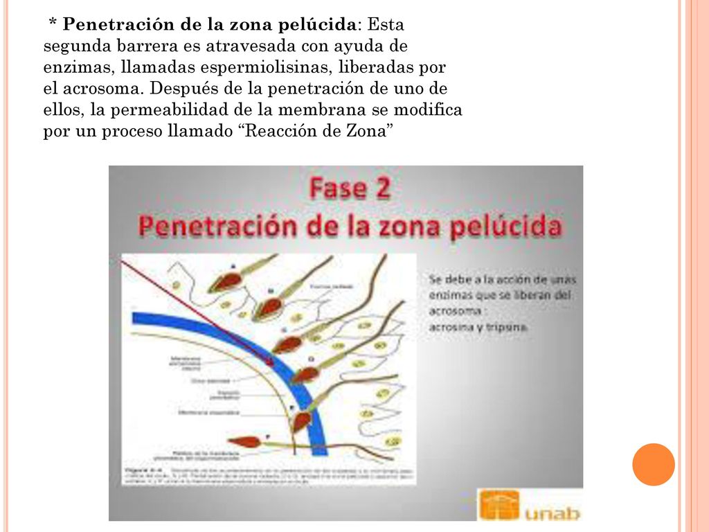 * Penetración de la zona pelúcida: Esta segunda barrera es atravesada con ayuda de enzimas, llamadas espermiolisinas, liberadas por el acrosoma.
