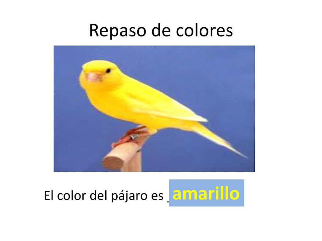 Repaso de colores amarillo El color del pájaro es _________.