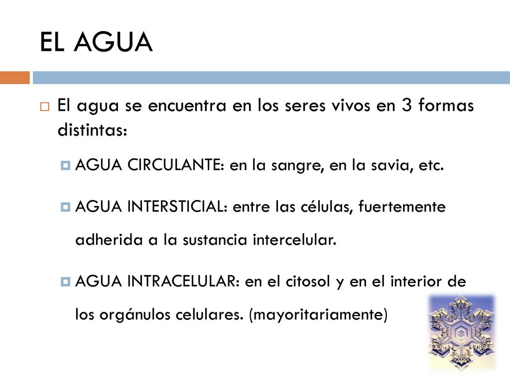 EL AGUA El agua se encuentra en los seres vivos en 3 formas distintas: