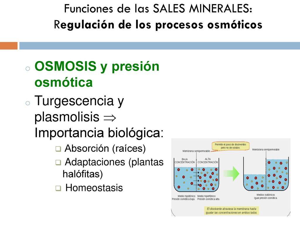 Funciones de las SALES MINERALES: Regulación de los procesos osmóticos