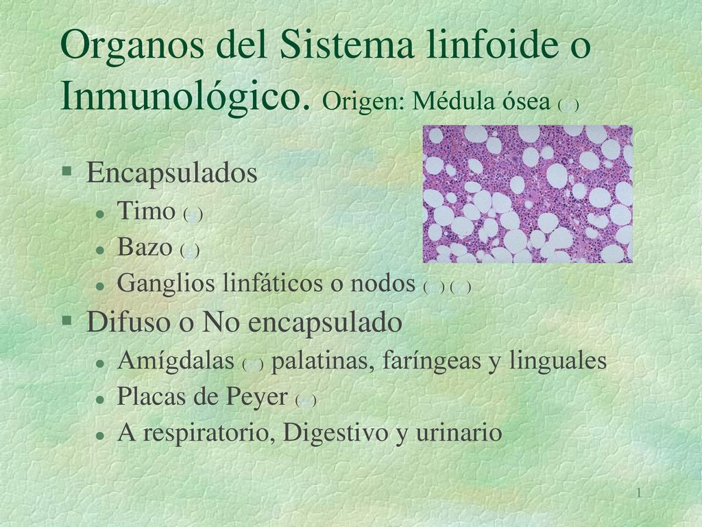 Organos del Sistema linfoide o Inmunológico. Origen: Médula ósea (m)