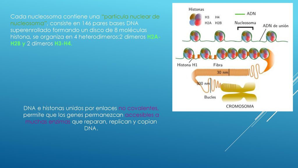 Cada nucleosoma contiene una particula nuclear de nucleosoma , consiste en 146 pares bases DNA superenrollado formando un disco de 8 moléculas histona, se organiza en 4 heterodimeros:2 dimeros H2A-H2B y 2 dímeros H3-H4.