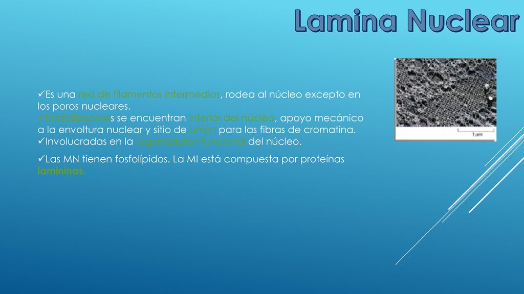 Lamina Nuclear Es una red de filamentos intermedios, rodea al núcleo excepto en los poros nucleares.
