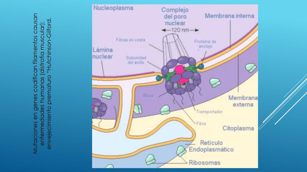Mutaciones en genes codifican filamentos causan enfermedades humanas (distrofia muscular); envejecimiento prematuro Hutchinson-Gilford.