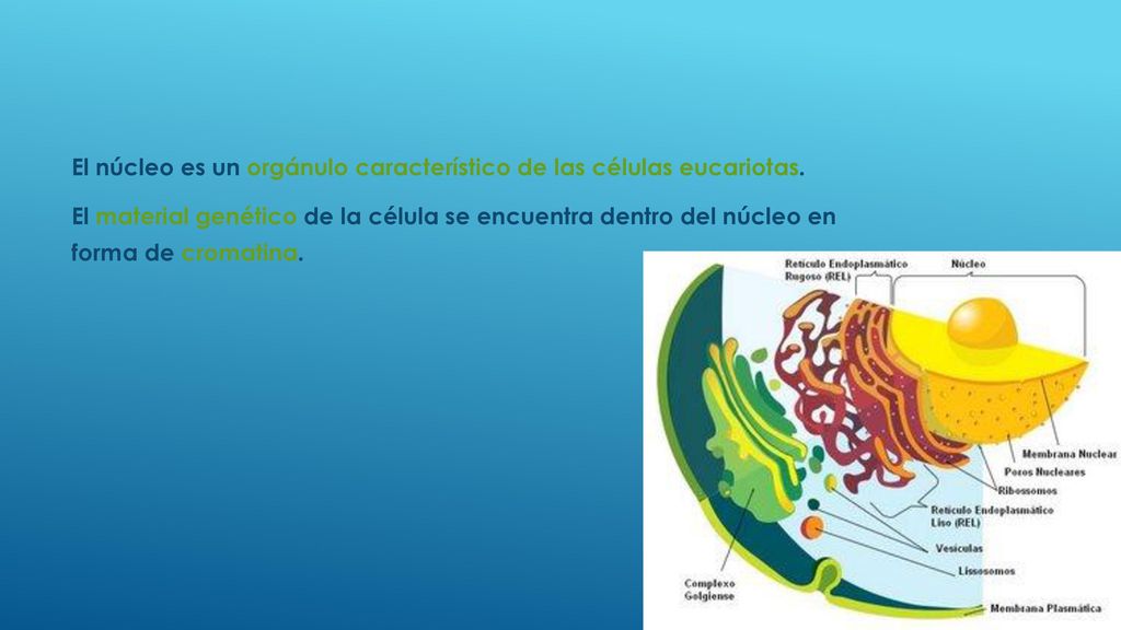 El núcleo es un orgánulo característico de las células eucariotas.