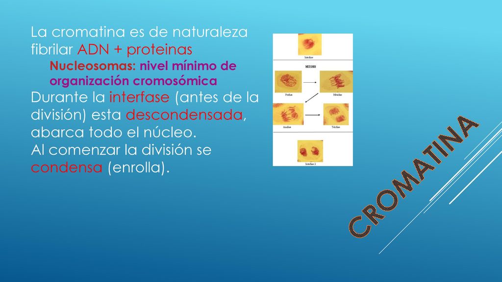 CROMATINA La cromatina es de naturaleza fibrilar ADN + proteinas