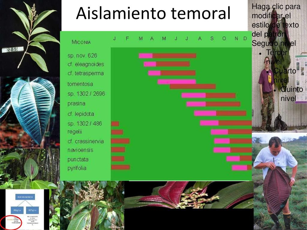 Aislamiento temoral Haga clic para modificar el estilo de texto del patrón. Segudo nivel. Tercer nivel.