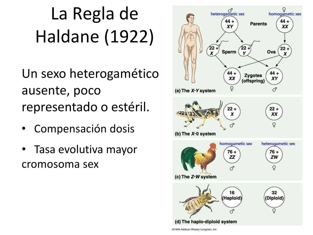 La Regla de Haldane (1922) Un sexo heterogamético ausente, poco representado o estéril. Compensación dosis.