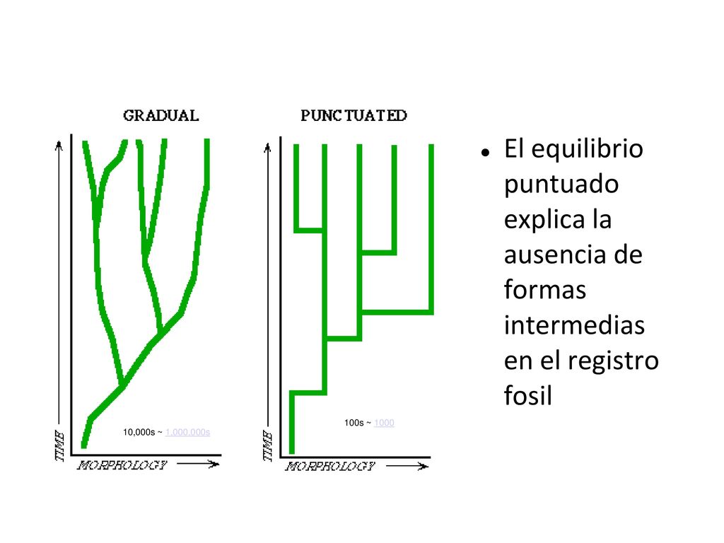 El equilibrio puntuado explica la ausencia de formas intermedias en el registro fosil