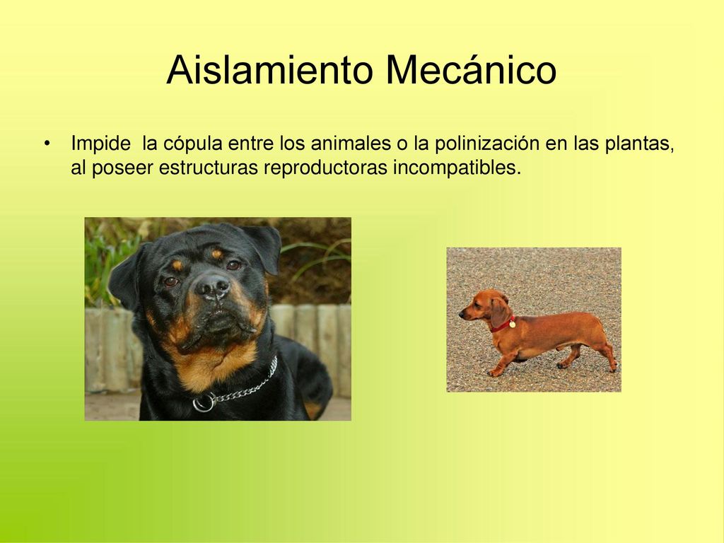 Aislamiento Mecánico Impide la cópula entre los animales o la polinización en las plantas, al poseer estructuras reproductoras incompatibles.