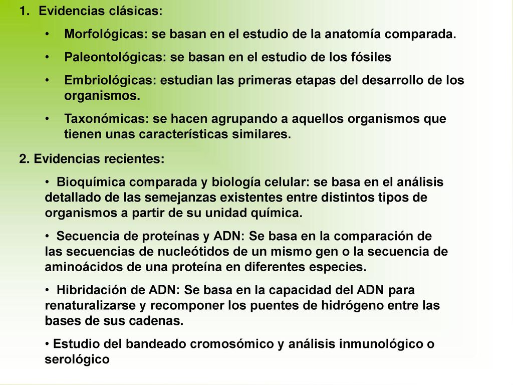 Evidencias clásicas: Morfológicas: se basan en el estudio de la anatomía comparada. Paleontológicas: se basan en el estudio de los fósiles.