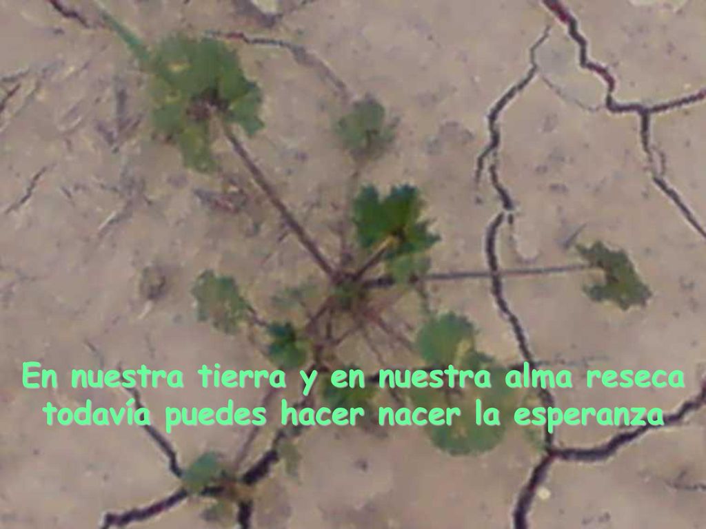 En nuestra tierra y en nuestra alma reseca todavía puedes hacer nacer la esperanza