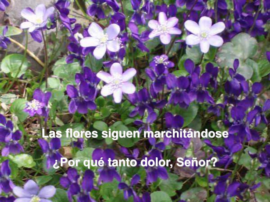 Las flores siguen marchitándose ¿Por qué tanto dolor, Señor