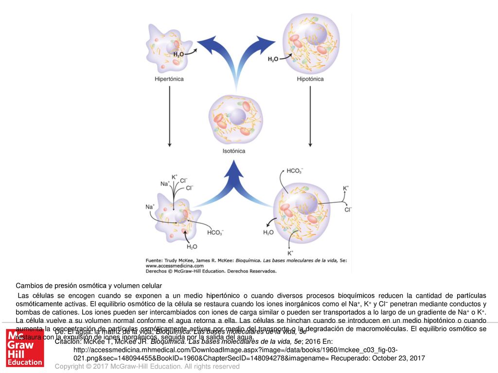 Las células se encogen cuando se exponen a un medio hipertónico o cuando diversos procesos bioquímicos reducen la cantidad de partículas osmóticamente activas. El equilibrio osmótico de la célula se restaura cuando los iones inorgánicos como el Na+, K+ y Cl− penetran mediante conductos y bombas de cationes. Los iones pueden ser intercambiados con iones de carga similar o pueden ser transportados a lo largo de un gradiente de Na+ o K+. La célula vuelve a su volumen normal conforme el agua retorna a ella. Las células se hinchan cuando se introducen en un medio hipotónico o cuando aumenta la concentración de partículas osmóticamente activas por medio del transporte o la degradación de macromoléculas. El equilibrio osmótico se restaura con la expulsión de iones inorgánicos, seguida por la salida del agua.