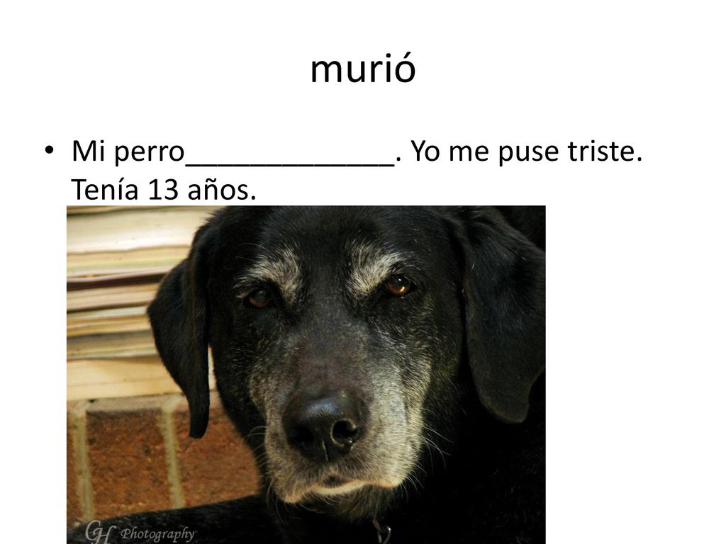 murió Mi perro_____________. Yo me puse triste. Tenía 13 años.