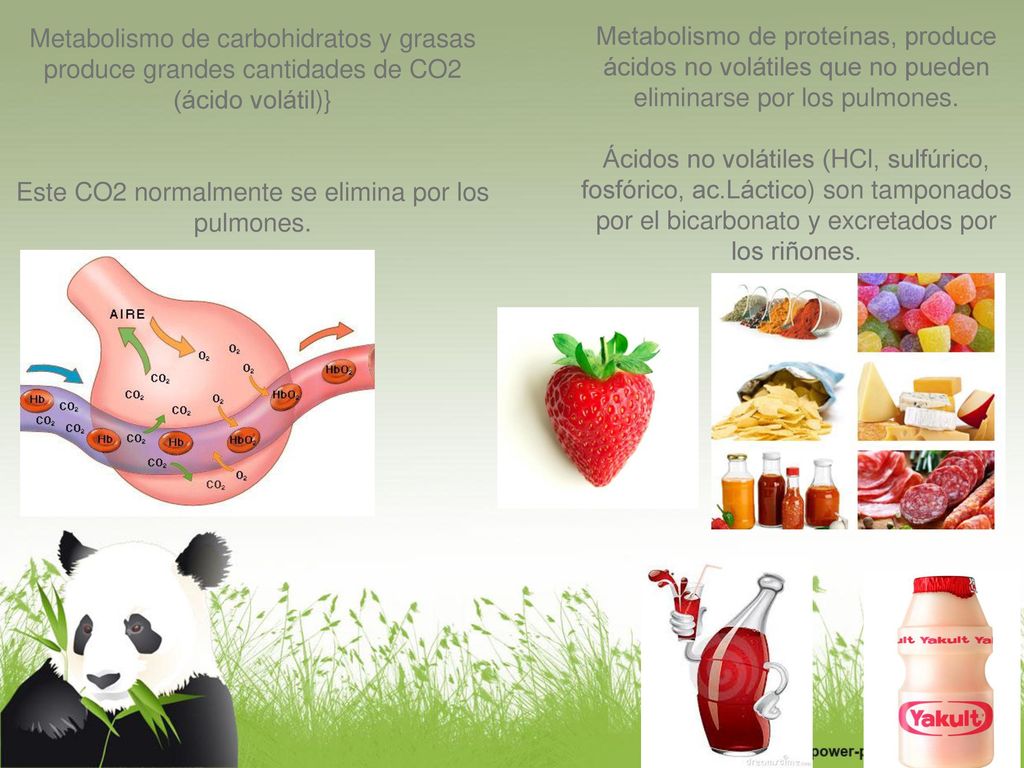 Metabolismo de carbohidratos y grasas produce grandes cantidades de CO2 (ácido volátil)} Este CO2 normalmente se elimina por los pulmones.