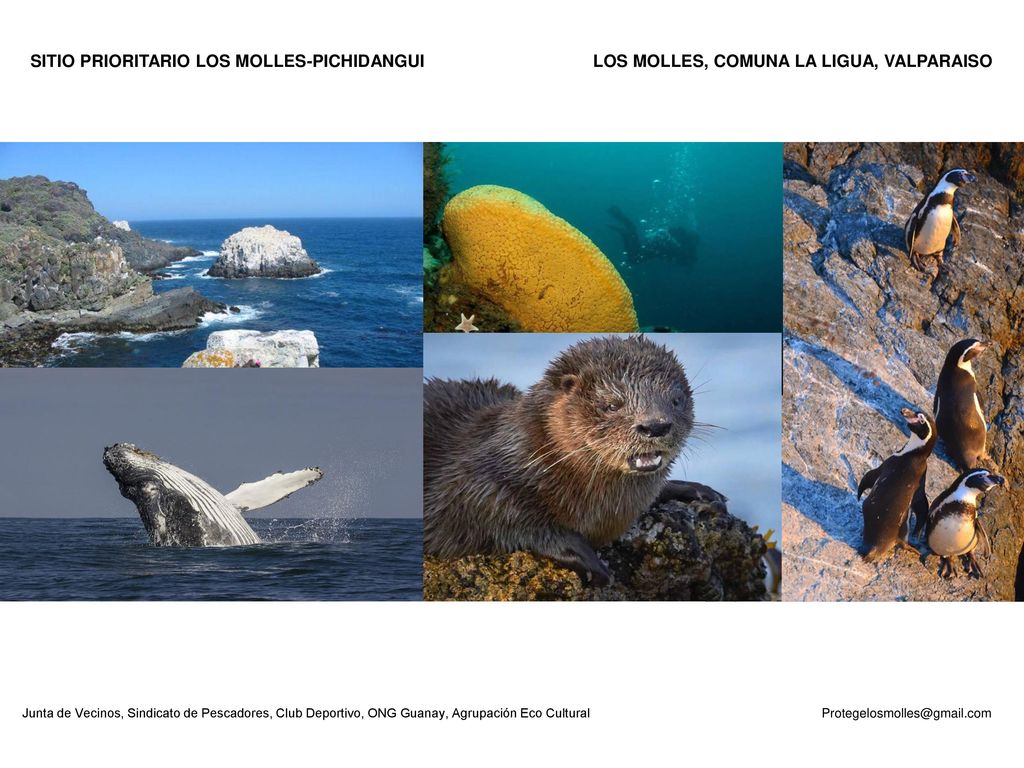 SITIO PRIORITARIO LOS MOLLES-PICHIDANGUI LOS MOLLES, COMUNA LA LIGUA, VALPARAISO