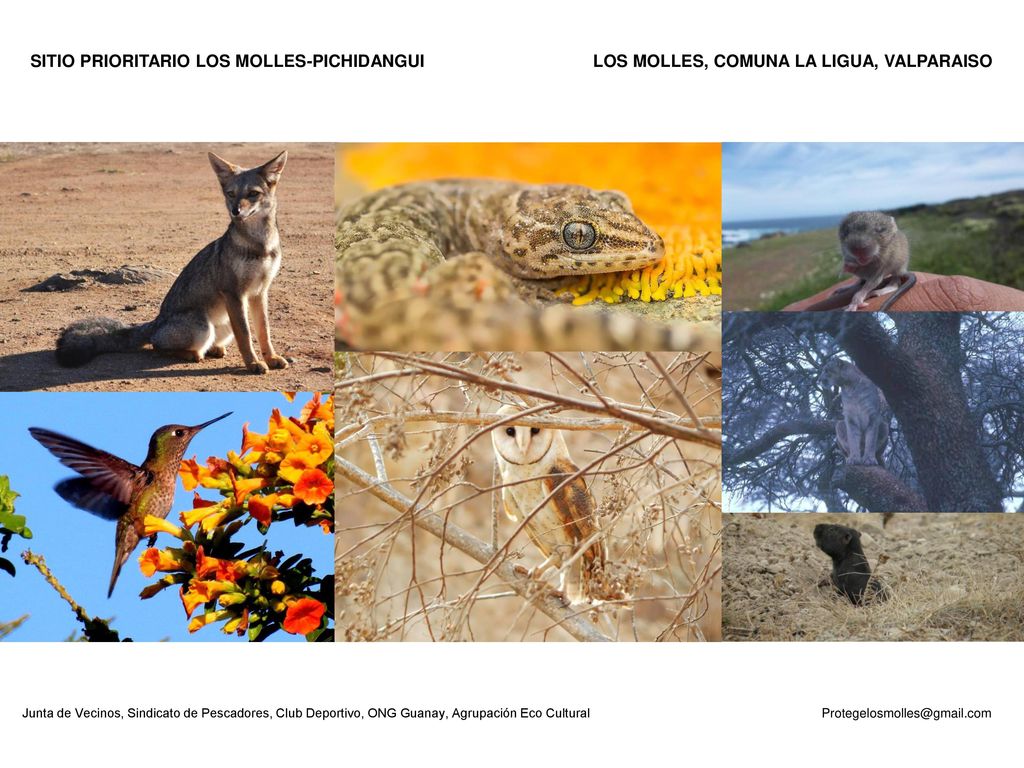 SITIO PRIORITARIO LOS MOLLES-PICHIDANGUI LOS MOLLES, COMUNA LA LIGUA, VALPARAISO