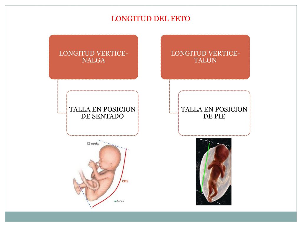 LONGITUD DEL FETO LONGITUD VERTICE-NALGA TALLA EN POSICION DE SENTADO
