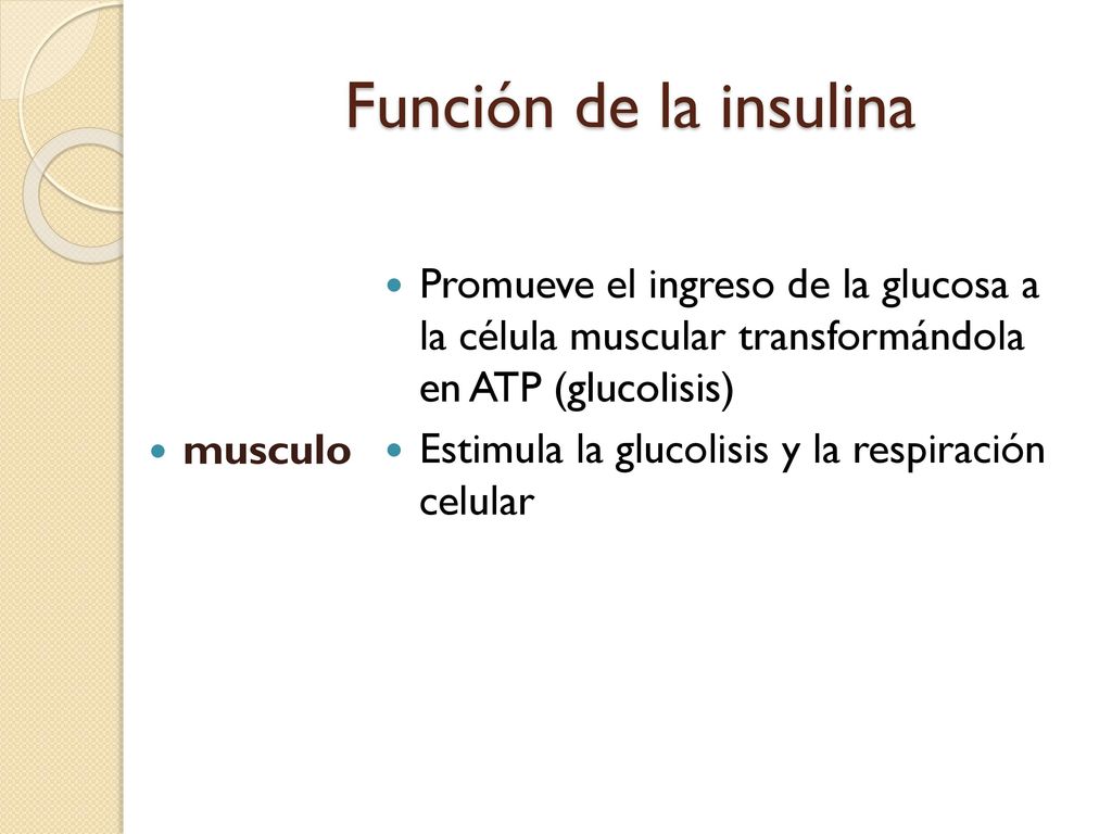 Función de la insulina musculo. Promueve el ingreso de la glucosa a la célula muscular transformándola en ATP (glucolisis)