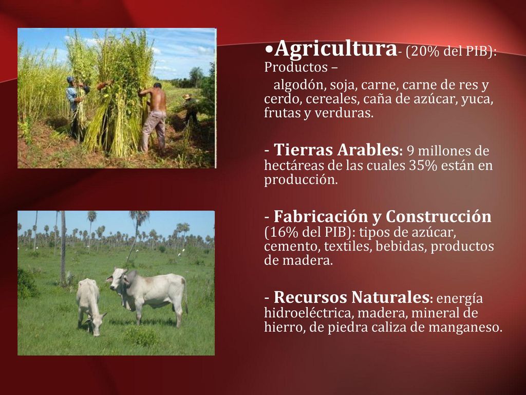 Agricultura- (20% del PIB): Productos –