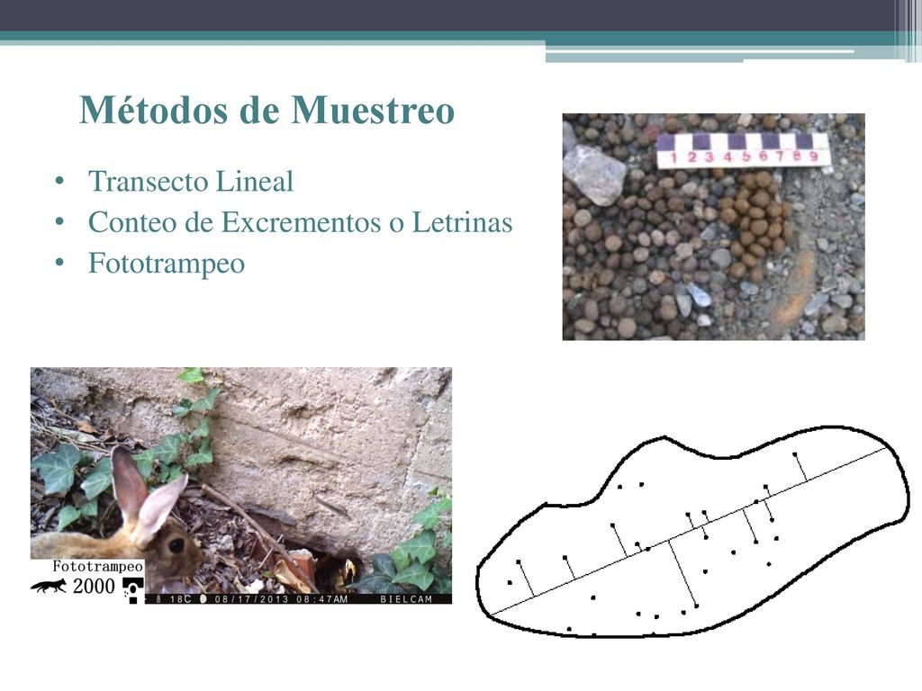 Métodos de Muestreo Transecto Lineal Conteo de Excrementos o Letrinas
