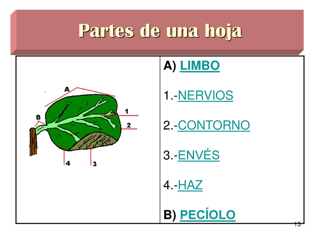 Partes de una hoja A) LIMBO 1.-NERVIOS 2.-CONTORNO 3.-ENVÉS 4.-HAZ B) PECÍOLO