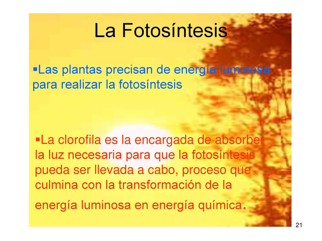 La Fotosíntesis Las plantas precisan de energía luminosa para realizar la fotosíntesis.